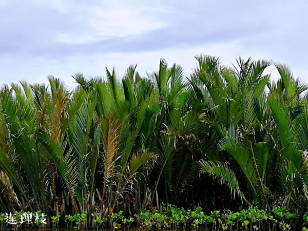 1561365578113943.jpg 9.jpg