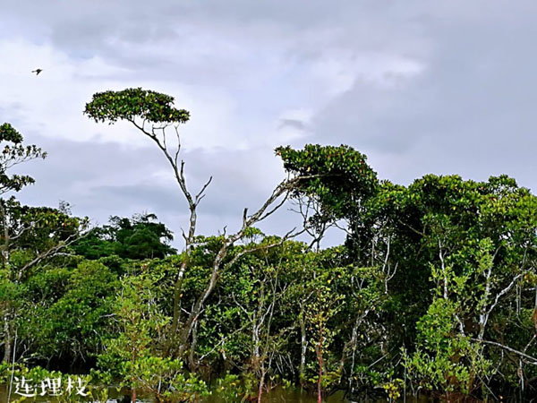 1561365602804393.jpg 10.jpg